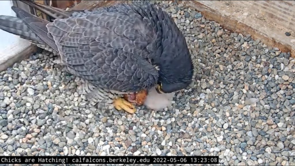 2nd chick is mostly hatched.