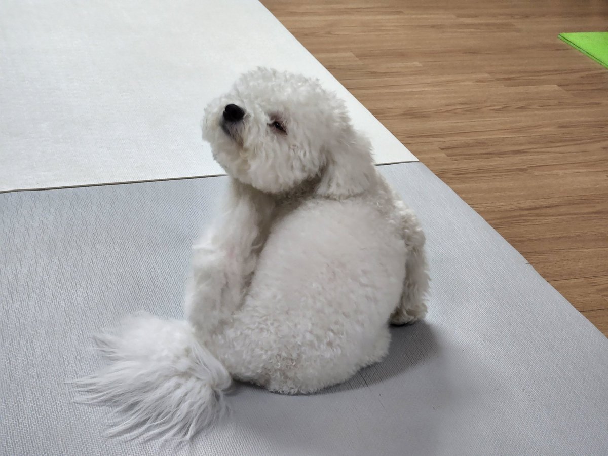 arabian9127's tweet photo. 목욕하고 빗질 하기 싫어서
나랑 대치 중인 강아지 https://t.co/i0I2s2CDfm
