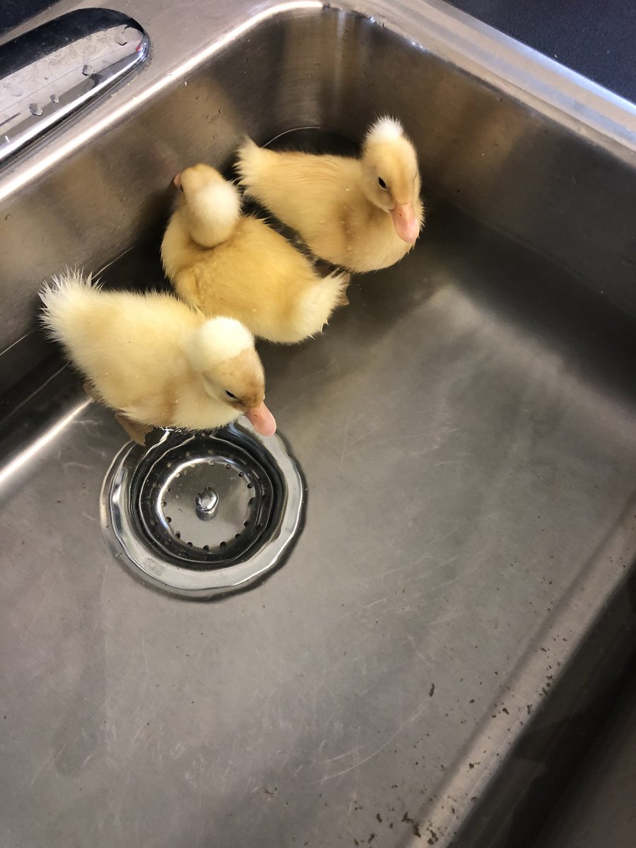 BoshersBlake's tweet photo. We ended up having 5 ducklings hatch this week. We made so many fun memories. They went to their forever homes today. @OGEStigercubs https://t.co/sGWUkRcmgu