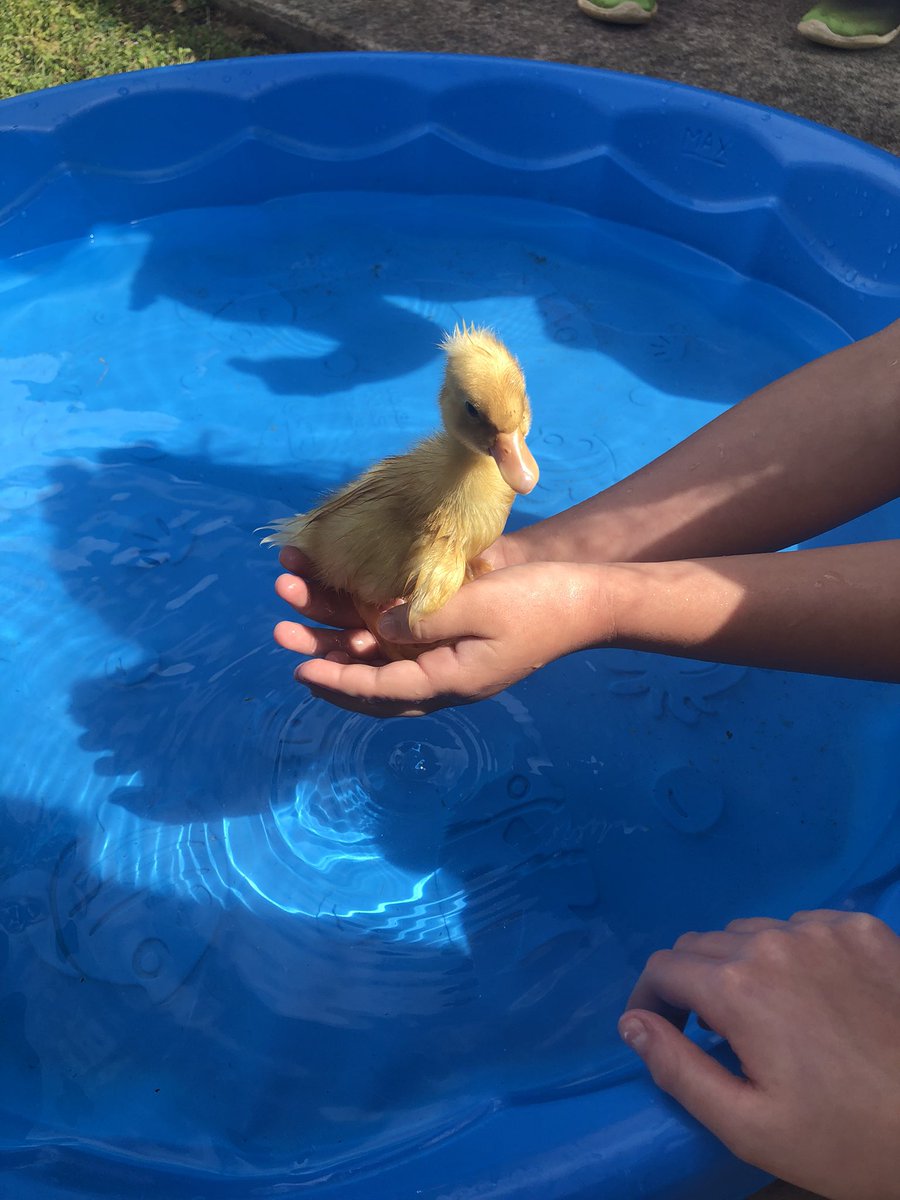 BoshersBlake's tweet photo. We ended up having 5 ducklings hatch this week. We made so many fun memories. They went to their forever homes today. @OGEStigercubs https://t.co/sGWUkRcmgu