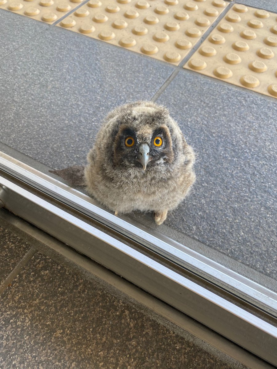 AIZUTechnoAca's tweet photo. 【大事件!③】
学校の玄関近くにはカラスが飛んでいて心配です。
#ミミズク の赤ちゃんが襲われないようにちょっとだけ避難。

#福島県 #会津 #学校 #短大 #専門学校 #職業訓練 #テクノアカデミー https://t.co/OHGFvNRsZV