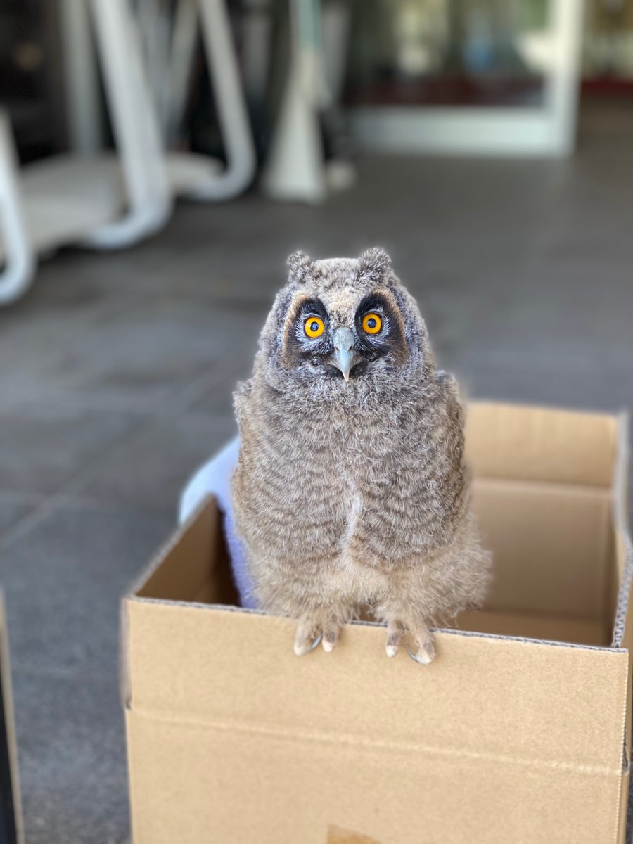 AIZUTechnoAca's tweet photo. 【大事件!③】
学校の玄関近くにはカラスが飛んでいて心配です。
#ミミズク の赤ちゃんが襲われないようにちょっとだけ避難。

#福島県 #会津 #学校 #短大 #専門学校 #職業訓練 #テクノアカデミー https://t.co/OHGFvNRsZV
