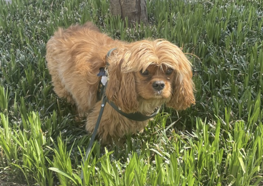 ValoirView's tweet photo. Patrick's happy to get out of the office and outside for some down time! He's big on #WorkLifeBalance Happy #Weekend #DogsofTwittter #DogsLife #DogsOfTech https://t.co/VlLFYJqFvx