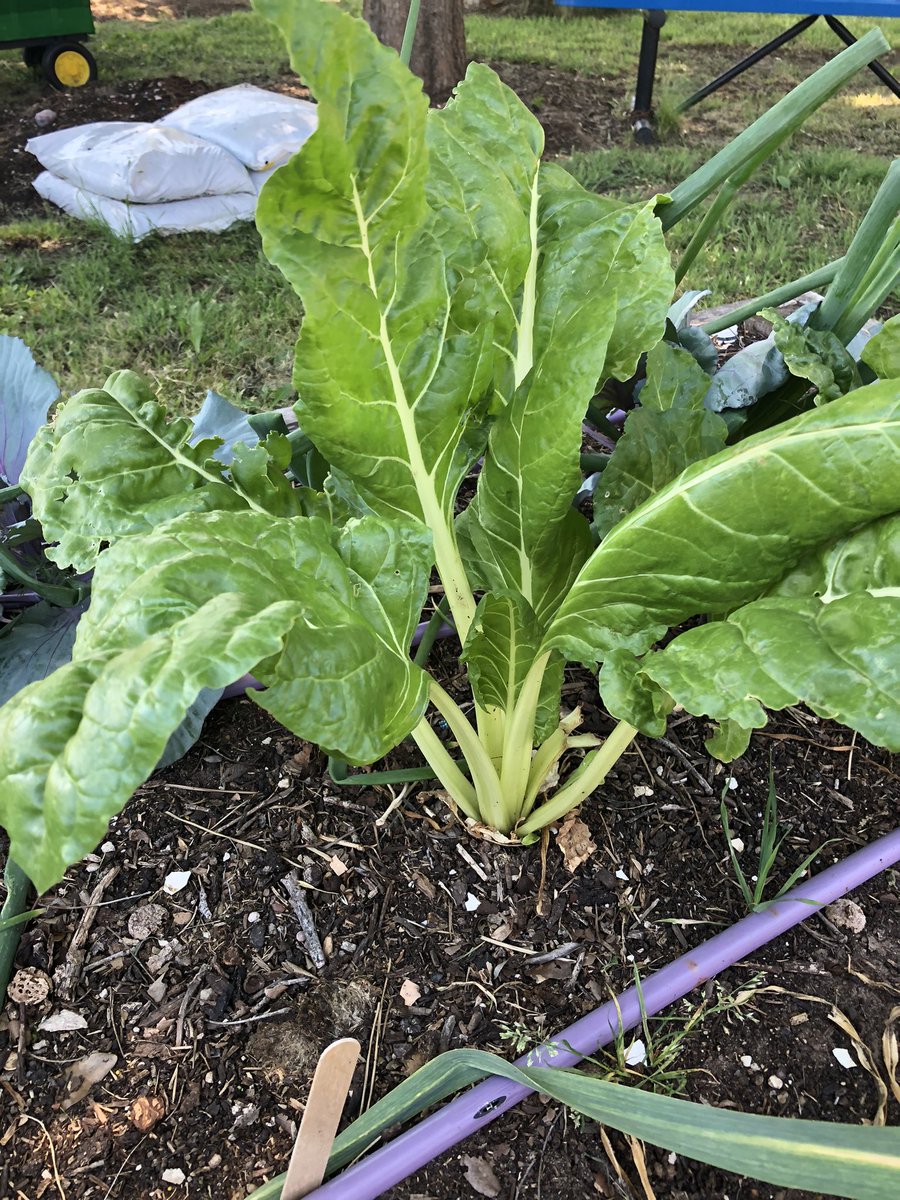 MsLShepherd's tweet photo. While outside celebrating, 🥳 we got to observe the progress of our garden! Looking good!! 🥬 🪴 🥬 @DCEtrailblazers @GrowItDesigns https://t.co/vwUDEwTGXU