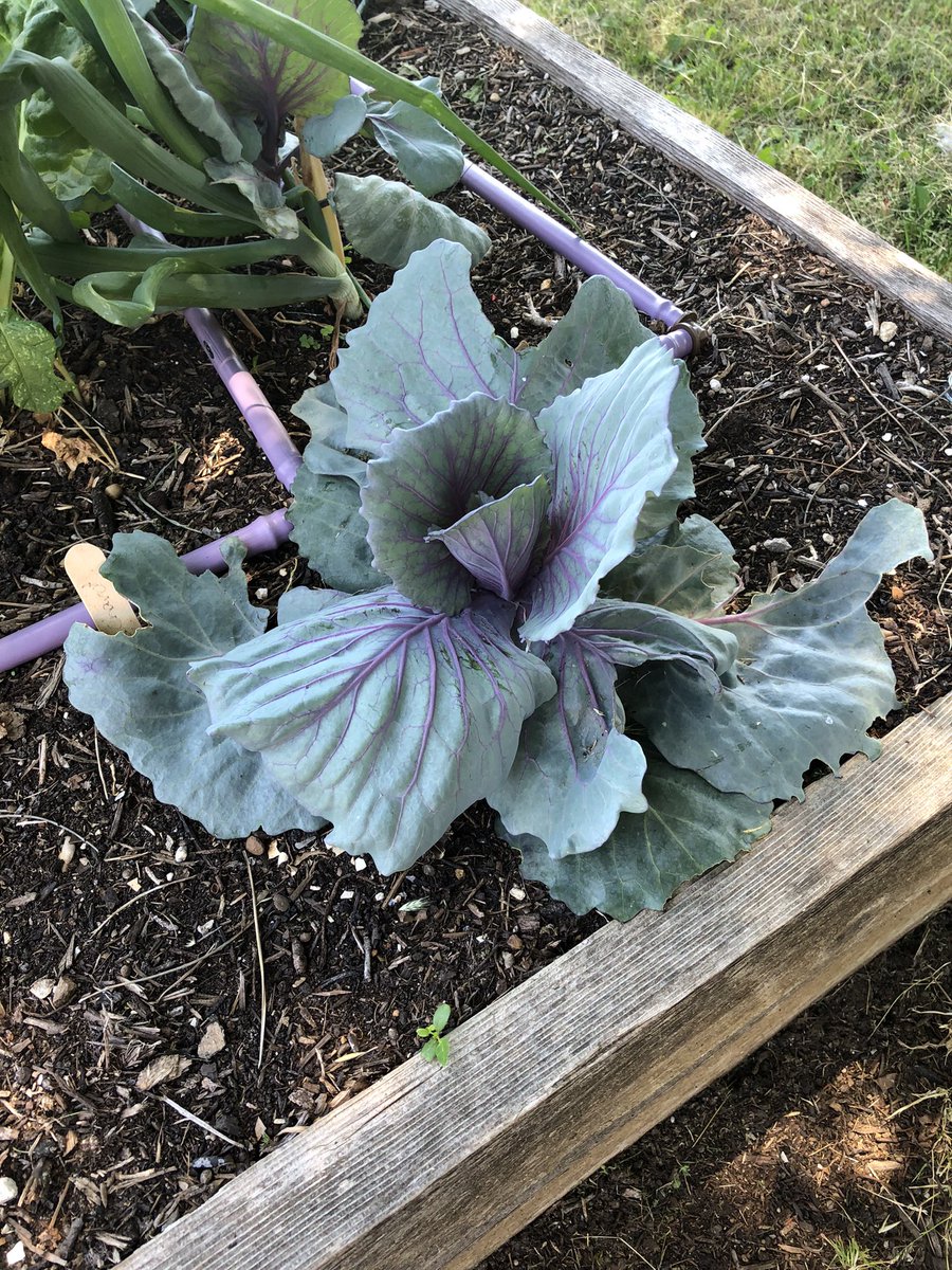 MsLShepherd's tweet photo. While outside celebrating, 🥳 we got to observe the progress of our garden! Looking good!! 🥬 🪴 🥬 @DCEtrailblazers @GrowItDesigns https://t.co/vwUDEwTGXU
