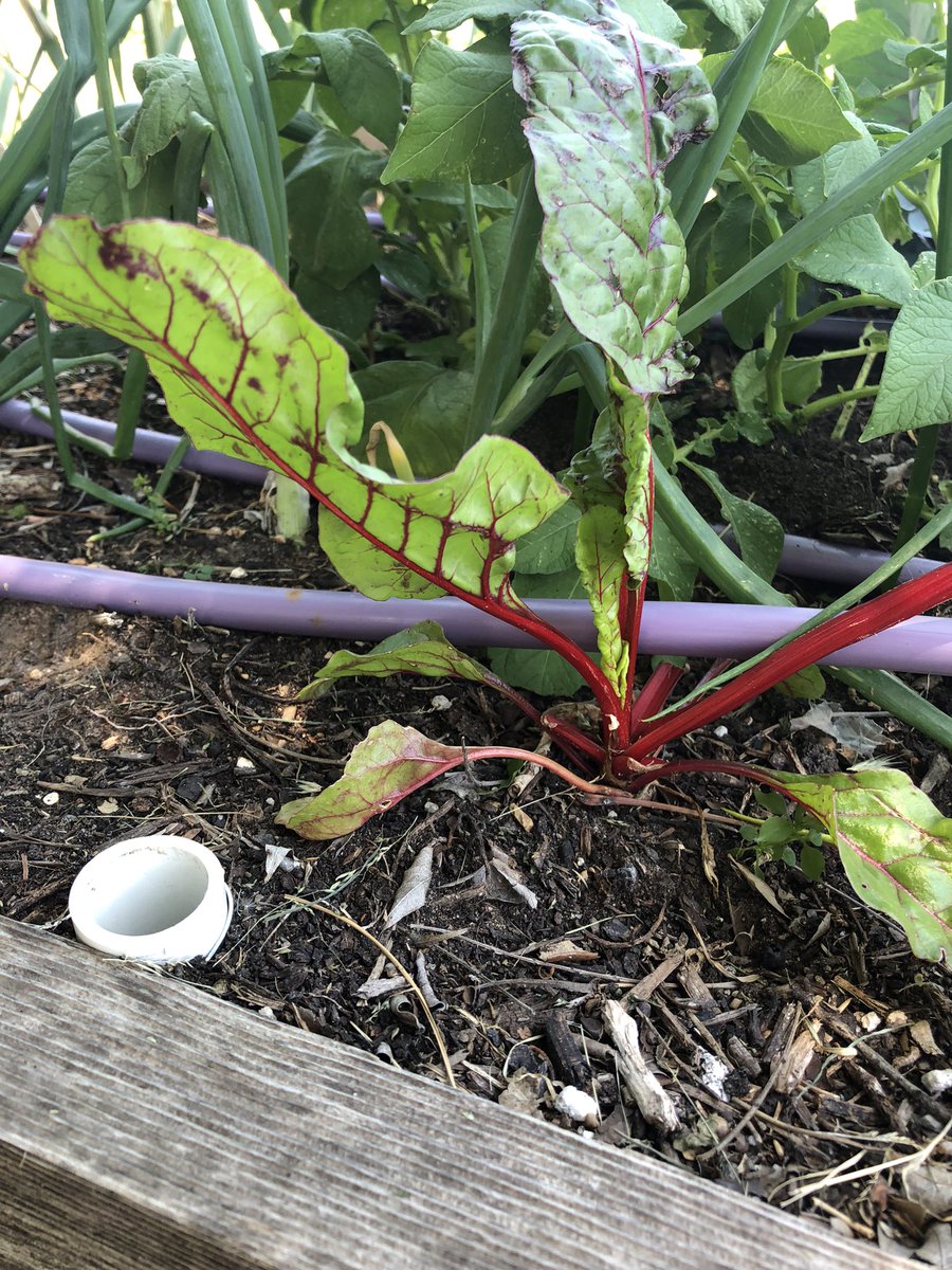 While outside celebrating, 🥳 we got to observe the progress of our garden! Looking good!! 🥬 🪴 🥬 @DCEtrailblazers <a href="/GrowItDesigns/">Grow It Land Designs</a>