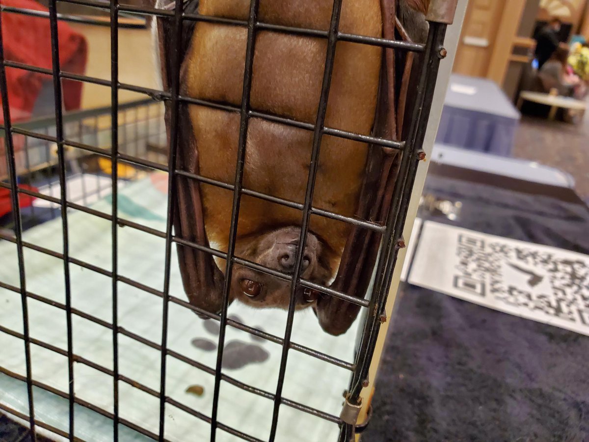 OrangeBoyInc's tweet image. We made some great and unexpected new connections today at #ILARF2022! Next stop #CLA2022Conference! ✈️ #OrangeBoyDifference