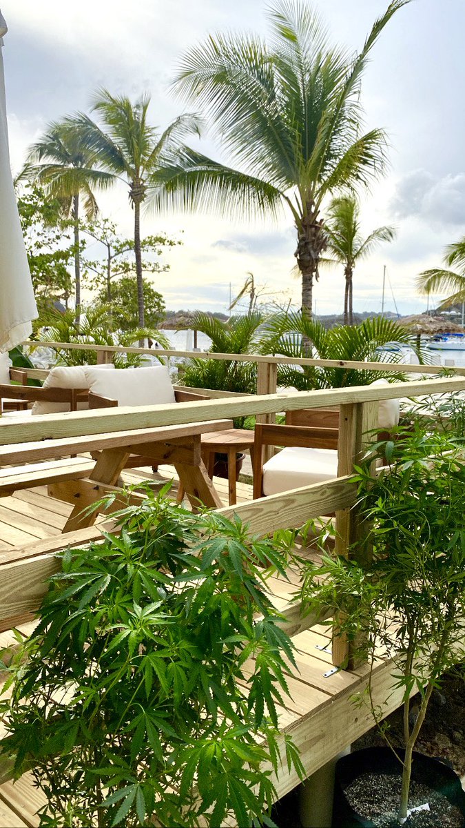 CoconutGroveSVG's tweet photo. Newest addition to the Coconut Grove beach Club! 🌴
The first Cannabis consumption lounge in the Caribbean! 🍃
See you at 6PM for the launch! https://t.co/Yqfsr6QSWH