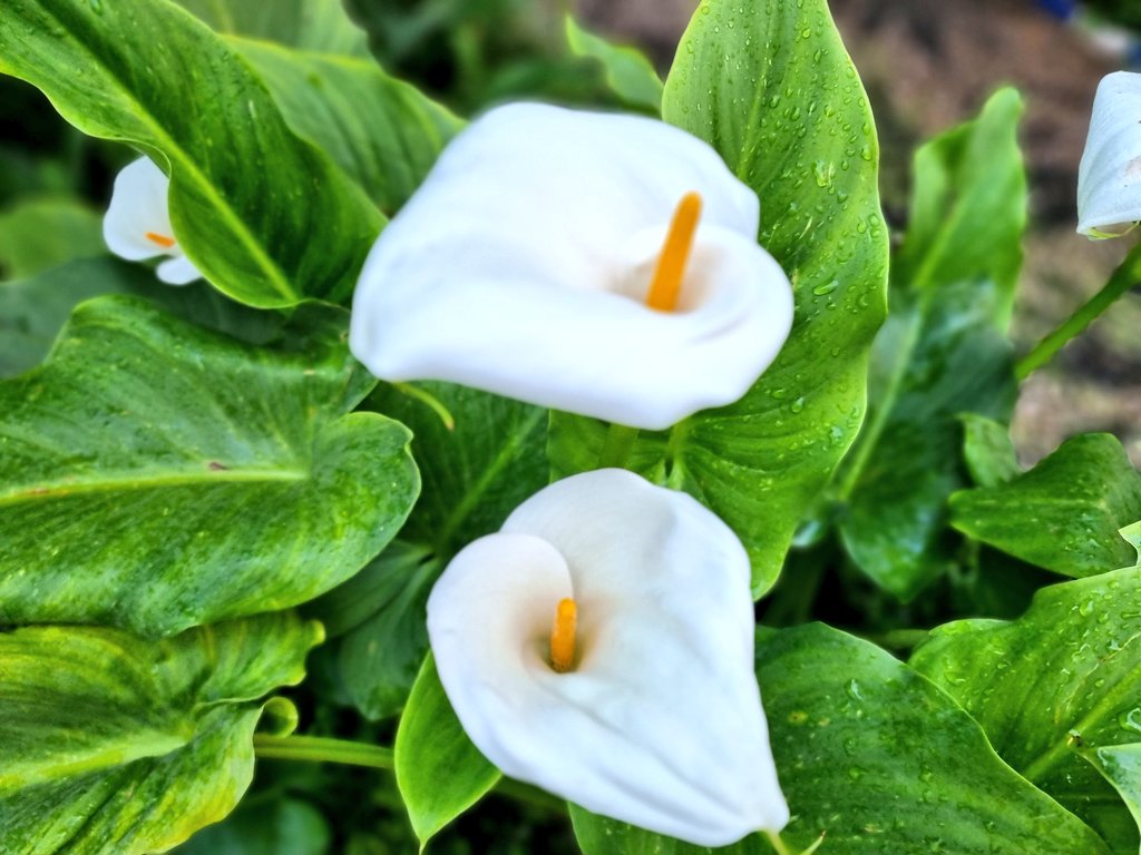 <a href="/TravelBugsWorld/">Travel Bugs World ✈️🐞🌎</a> <a href="/Adventuringgal/">Cynthia | Adventuring Woman</a> <a href="/tangoandrakija/">Tango & Rakija | Food &Travel Blog 📸</a> <a href="/suziday123/">Suzi Day</a> <a href="/jenny_travels/">Uncharted Traveling</a> <a href="/LoriMoreno/">#InfluencerMarketing Host</a> <a href="/SashaEats/">Sasha</a> <a href="/SonjaSwissLife/">Sonja Holverson</a> <a href="/MadHattersNYC/">Mad Hatters NYC</a> <a href="/MamaO_GO/">Mama O</a> <a href="/sl2016_sl/">Seema</a> <a href="/LiveaMemory/">Live a Memory</a> <a href="/beckyexploring/">Becky Exploring</a> <a href="/perthtravelers/">Perthtravelers (Wendy)</a> <a href="/LindaPeters64/">Linda</a> <a href="/tthrash/">Tom Thrash</a> <a href="/lizzie_hubbard2/">Lizzie Hubbard</a> <a href="/FitLifeTravel/">Fit🌞Life🌞Travel</a> <a href="/jasontravelblog/">Jason Likes To Travel</a> <a href="/Abfabtravels/">AbFabTravels</a> <a href="/TravelAtWill/">LDH</a> <a href="/PumaBaker/">Admiral Baker</a> <a href="/180books/">GeorgeGiunca180books🐠👀 180books.x NFT ETH AIArt</a> @paulpassingthru <a href="/sisbehaving/">Sisbehaving | travel bloggers</a> <a href="/Nicolette_O/">Nicolette Orlemans</a> <a href="/JulesHalvy/">Julie H</a> @OdetteDunn <a href="/jflorez/">Joe Florez</a> <a href="/SuchetaDoshiMD/">Sucheta Doshi, MD MPH FAAFP FACPM</a> <a href="/kmf116/">Karen Mellott-Foshier</a> <a href="/leisurelambie/">Alecia | Leisure Lambie</a> <a href="/eatlivestay/">eatlivestay</a> @Chalkcheese111 @travelingmkter <a href="/JPTyyc/">Joni 🇨🇦</a> @APlanToGo @irkusnardi <a href="/FansFair/">FunFair 🇺🇦</a> @GetLostBlog <a href="/LMoralesPhoto/">LisaMorales</a> <a href="/cookies1961/">Tina E 😎</a> <a href="/KhanaMadeEasy/">Jahnavi</a> <a href="/TrvTheWorldClub/">traveltheworldclub.com</a> <a href="/m_tultuli/">Tultuli_m</a> <a href="/Enrica510/">Enrica Vernia</a> @nisahnet <a href="/nikstar942/">Love&Quotes</a> <a href="/meanderingmyway/">Linda K 🇨🇦</a> Hi #FlashbackFridayz tribe,
Some #Flowers &amp; #Plants of today's visit at the Alcazar de los Reyes Cristianos in <a href="/CordobaESP/">Turismo de Córdoba</a> on #SabinesRoadTrip