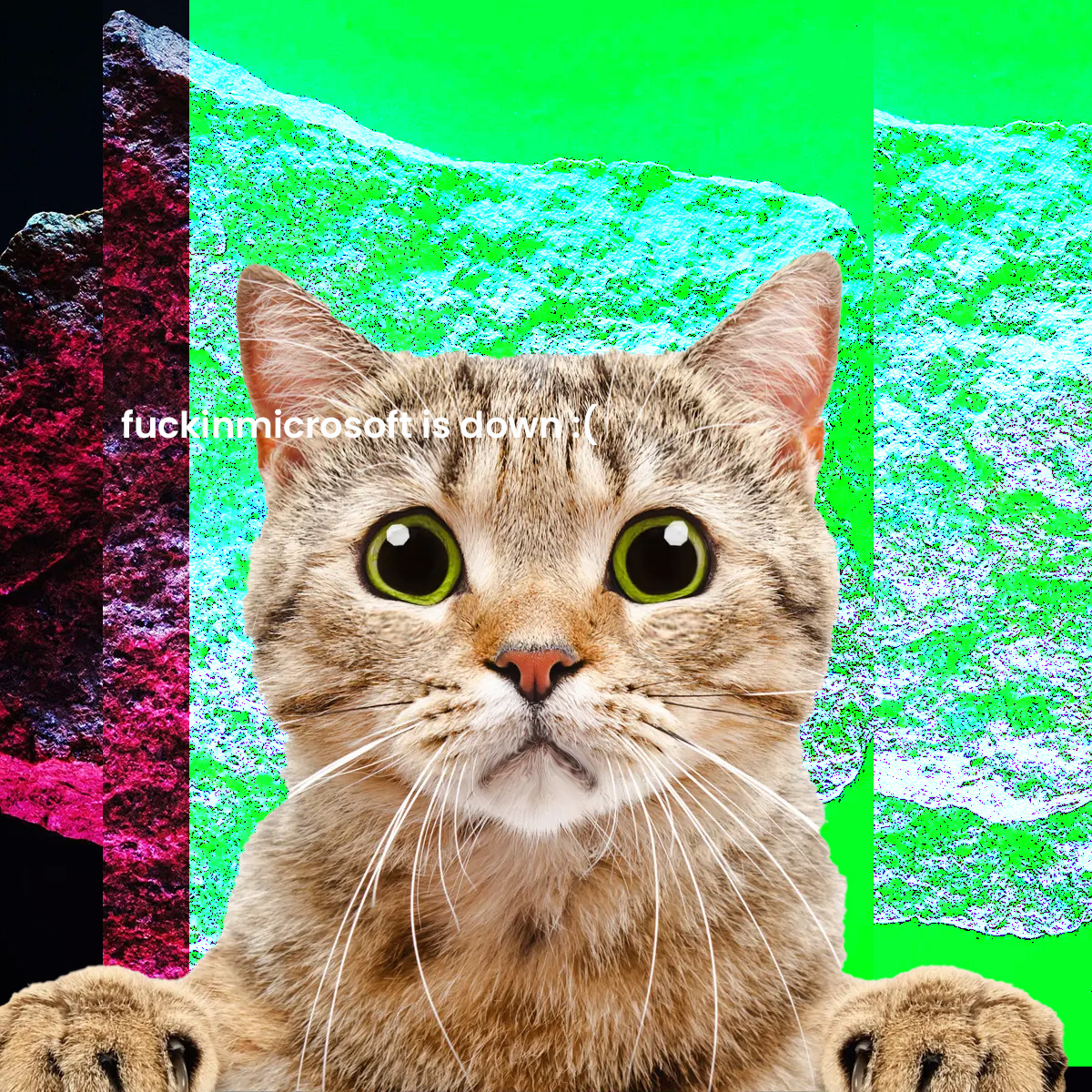 PoorlyTimedCats's tweet photo. microsfot down microsoft down microsfot servers https://t.co/38zRKy9TS2