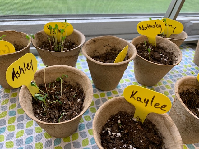 <a href="/D187Induction/">D187 Teacher Residency and Induction Program</a> Classrooms caught doing awesome things!