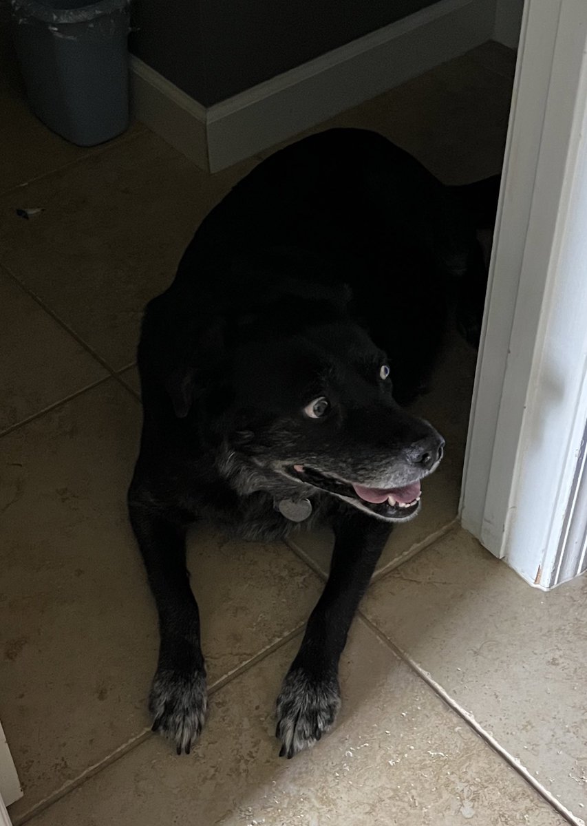 NellieChester's tweet photo. I don’t like #ncstorms except cheering for my @Canes #GameOn #TakeWarning #StanleyCup #DogsofTwittter https://t.co/eSXSXShe1l