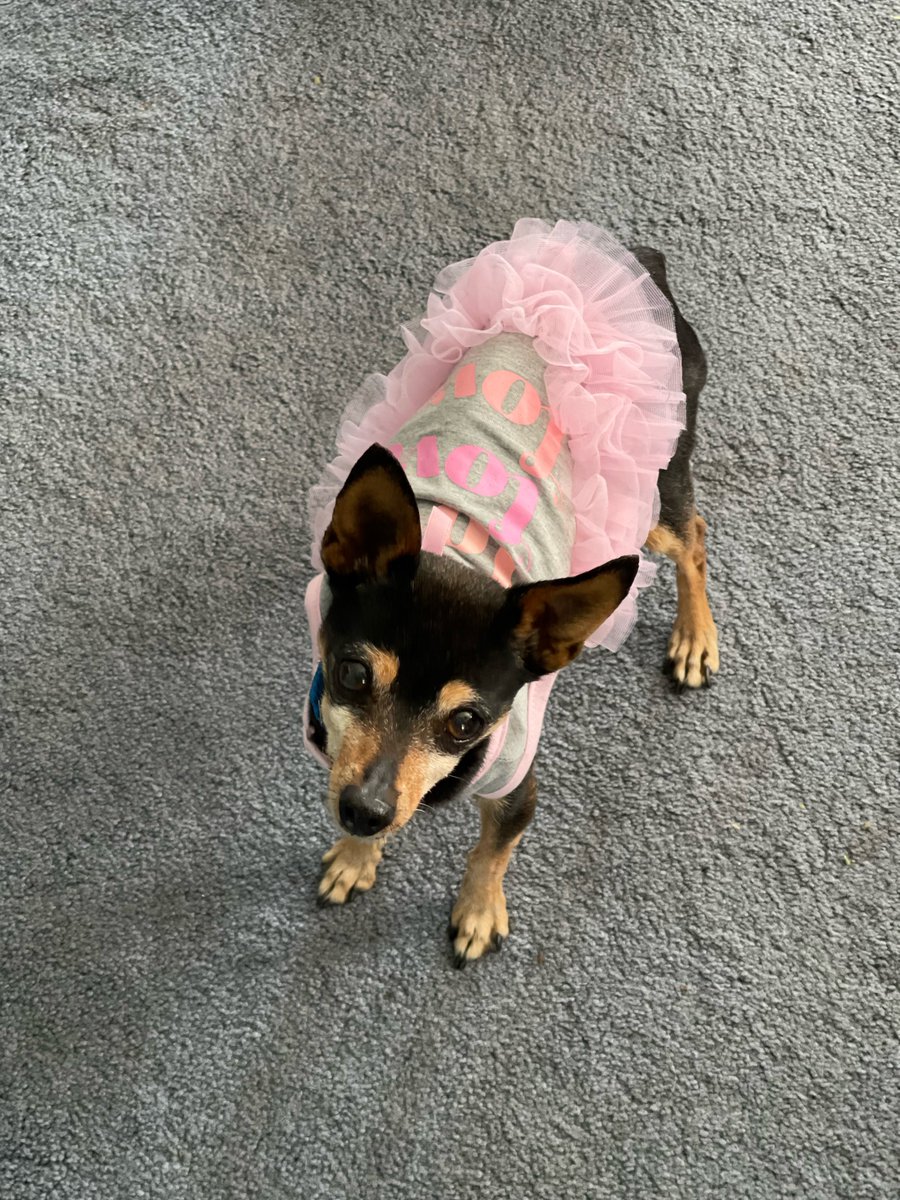 A black and tan chihuahua is dressed in a gorgeous pastel pink-and-grey tutu, fit for a princess. She looks up at the camera with adorable puppy dog eyes. 