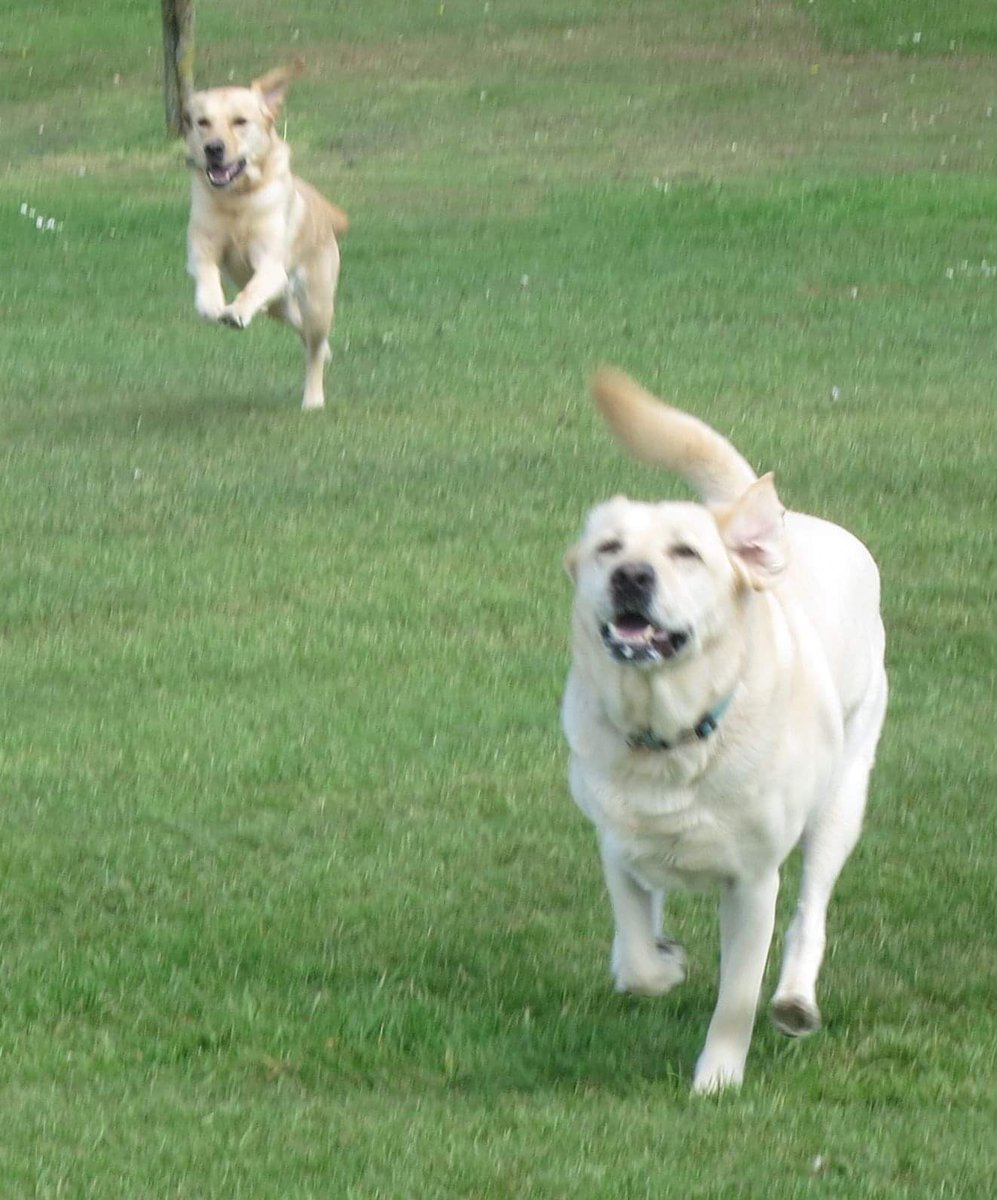 Guide Dog Sergeant & RGD Verity RIP tweet media