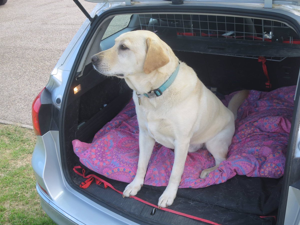 Guide Dog Sergeant & RGD Verity RIP tweet media