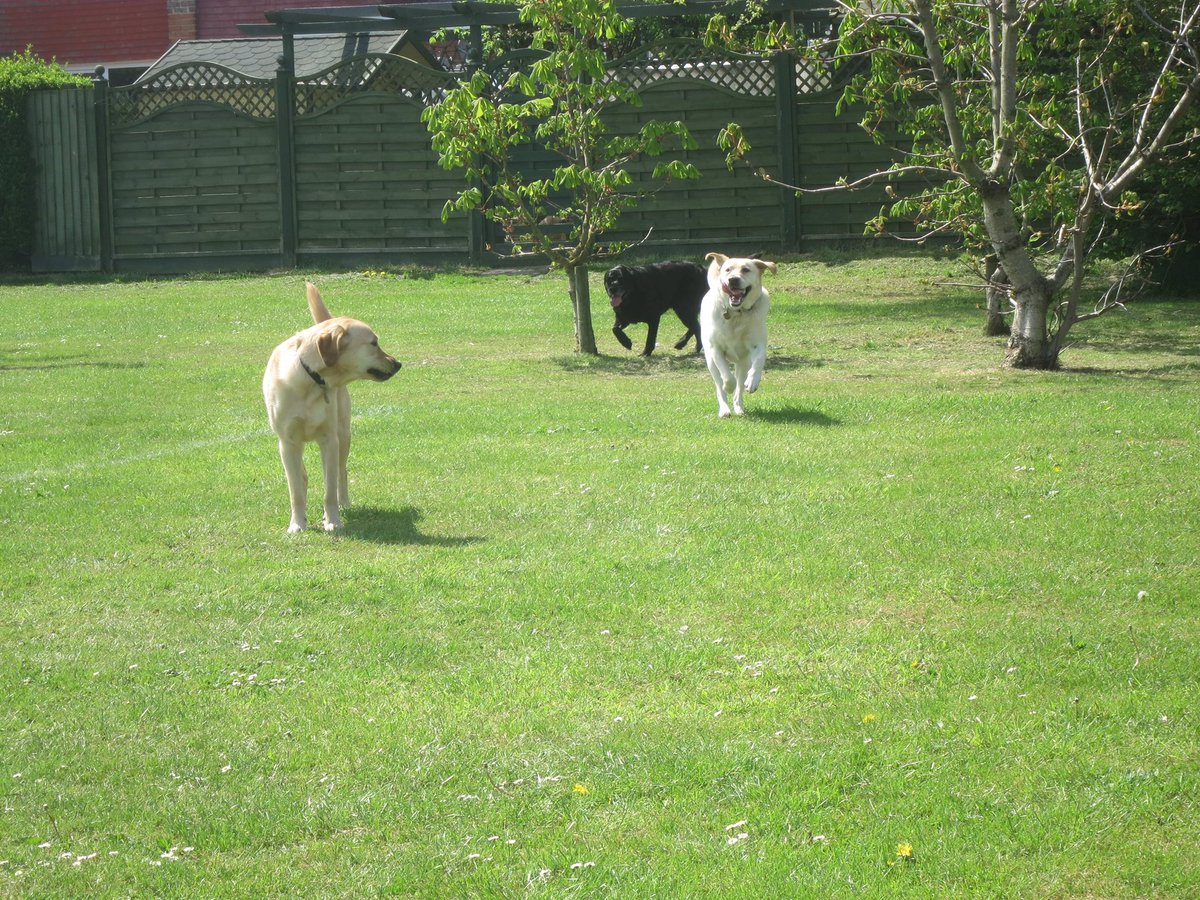 Guide Dog Sergeant & RGD Verity RIP tweet media