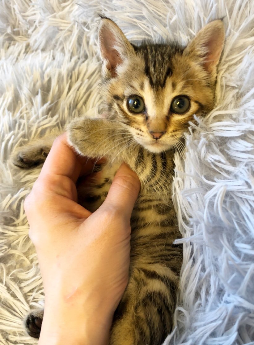 jillkun0728's tweet photo. new family♡
His name is "tigger”

🐯🐯🐯 https://t.co/8YCyQJTYO0
