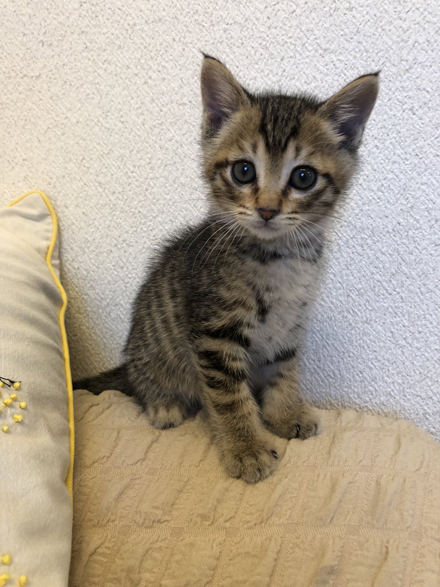 jillkun0728's tweet photo. new family♡
His name is "tigger”

🐯🐯🐯 https://t.co/8YCyQJTYO0