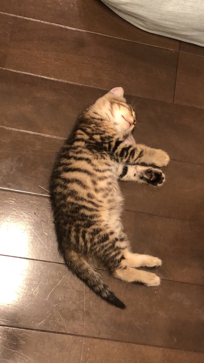 jillkun0728's tweet photo. new family♡
His name is "tigger”

🐯🐯🐯 https://t.co/8YCyQJTYO0