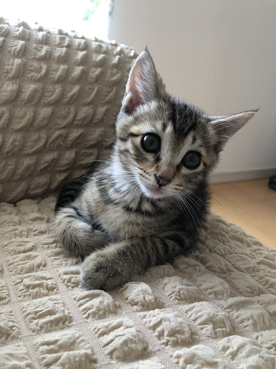 jillkun0728's tweet photo. new family♡
His name is "tigger”

🐯🐯🐯 https://t.co/8YCyQJTYO0