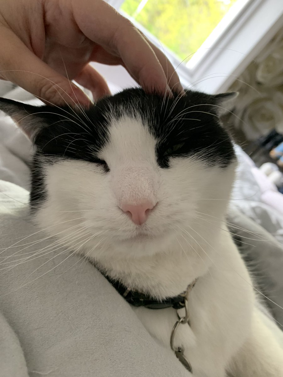 loki_abby's tweet photo. @Zozie_zo @KimVanspauwen @3110Bui @babycatnfriends @flashjumpingjak @SkittlesFriends @MoochYorkie @fluffybasil Luv and hugs from Loki the smoosh monster! https://t.co/5p0qhcqdYE