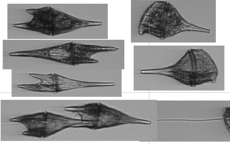 Scripps Institution of Oceanography tweet media