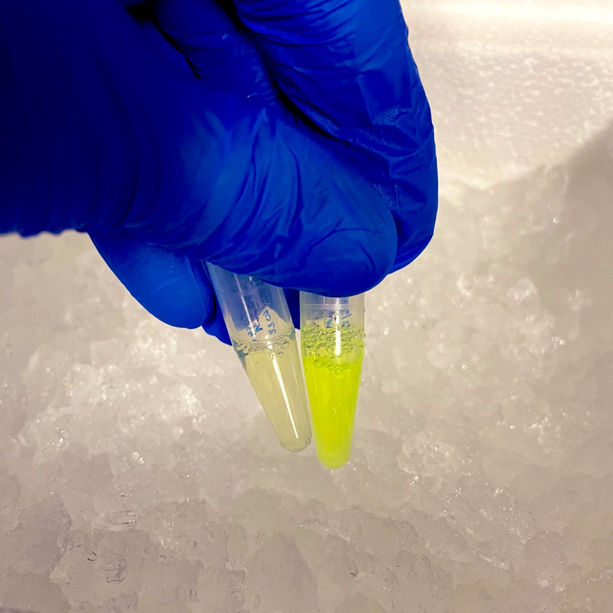 LouisColson27's tweet photo. Happy #FluorescenceFriday
Purifying some fluorescent proteins here 🧪 https://t.co/uOZlqrbZRM