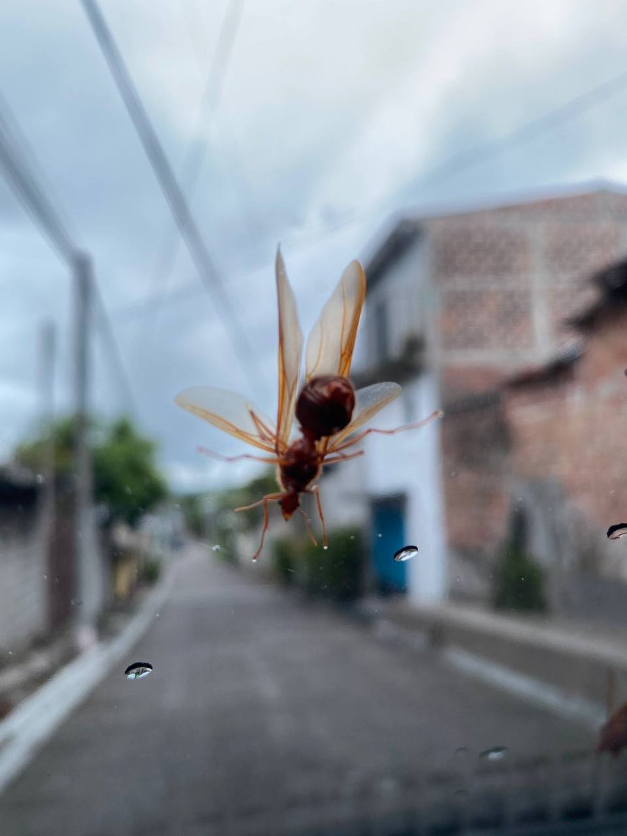 La lluvia nos trae un viejo y añorado amigo: ¡El zompopo de mayo! 🐜 

El "zompopo de mayo" como tradicionalmente le conocemos en El Salvador y Guatemala, marca el inicio de la época lluviosa y con ella, la siembra y cultivo. 🌦️🌽

¡Gracias por compartirnos sus 📸 !