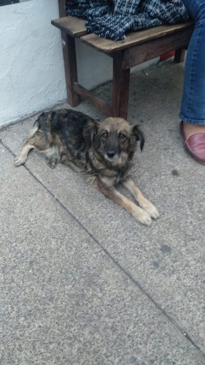 Alina_Gag's tweet photo. Tenemos una situación, esta perrita está embarazada de 3 cachorros. Va a dar a luz en semana y media. Es talla chica. Hasta ahora si nadie le puede dar HT estará en la calle. Alguien podría tentarse el corazón e intentar dárselo? 🥺 yo pongo las comidas 

Por favor 🙏🏻 📍CDMX https://t.co/QnHsvguPY4