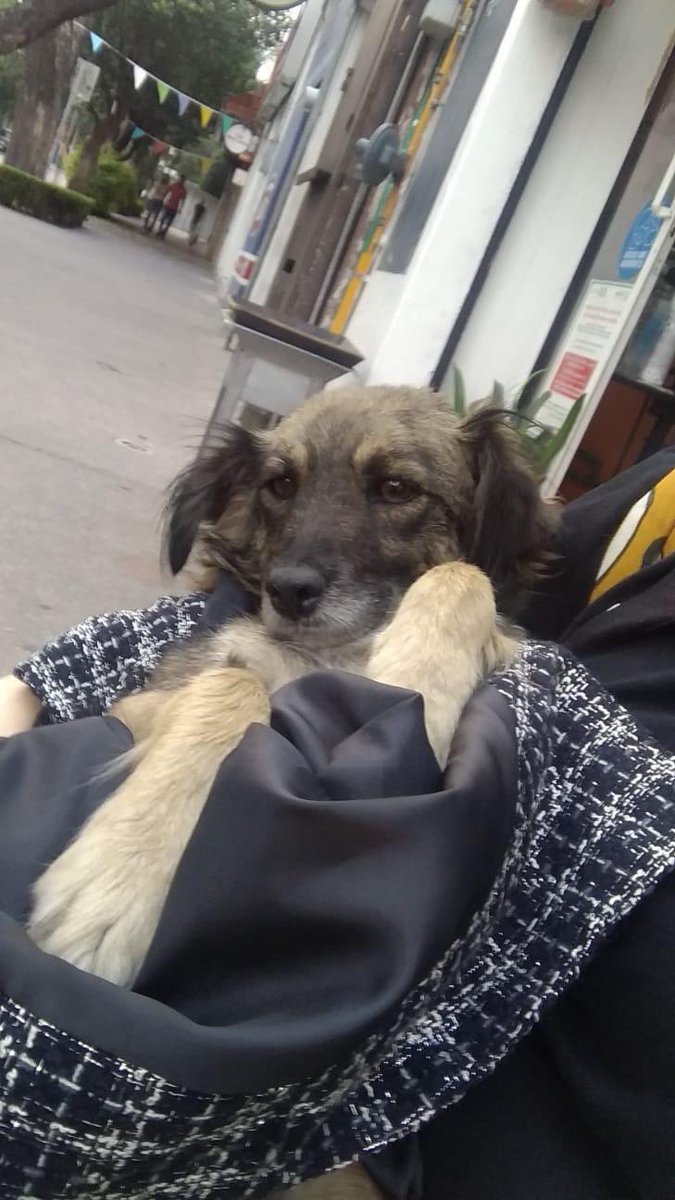 Alina_Gag's tweet photo. Tenemos una situación, esta perrita está embarazada de 3 cachorros. Va a dar a luz en semana y media. Es talla chica. Hasta ahora si nadie le puede dar HT estará en la calle. Alguien podría tentarse el corazón e intentar dárselo? 🥺 yo pongo las comidas 

Por favor 🙏🏻 📍CDMX https://t.co/QnHsvguPY4