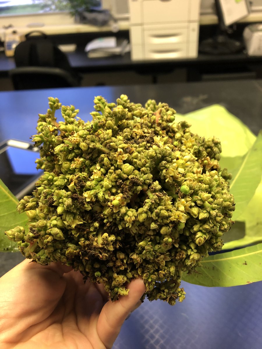 ClinicPlant's tweet photo. Wrapping up the week and reaching 620+ samples for 2022! Here photos of extreme symptoms of mango malformation and lychee erinose mite + mango powdery mildew under the scope. Great job by @jumsoares1 and @Salvador_PhD keeping up with the overflow of samples!🙌 @NPDN @UFPlantPath https://t.co/gXx4YIZe9J