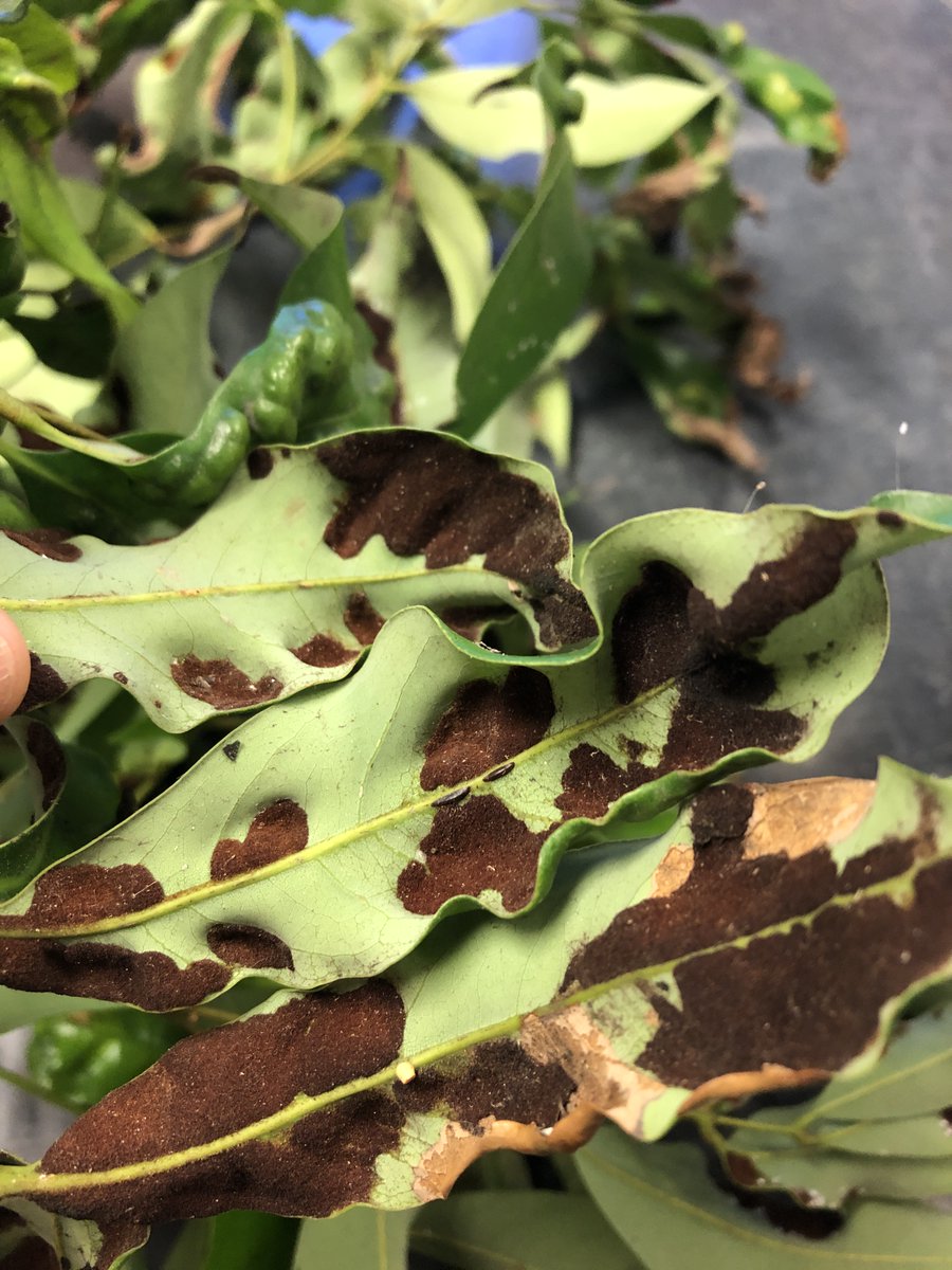 ClinicPlant's tweet photo. Wrapping up the week and reaching 620+ samples for 2022! Here photos of extreme symptoms of mango malformation and lychee erinose mite + mango powdery mildew under the scope. Great job by @jumsoares1 and @Salvador_PhD keeping up with the overflow of samples!🙌 @NPDN @UFPlantPath https://t.co/gXx4YIZe9J