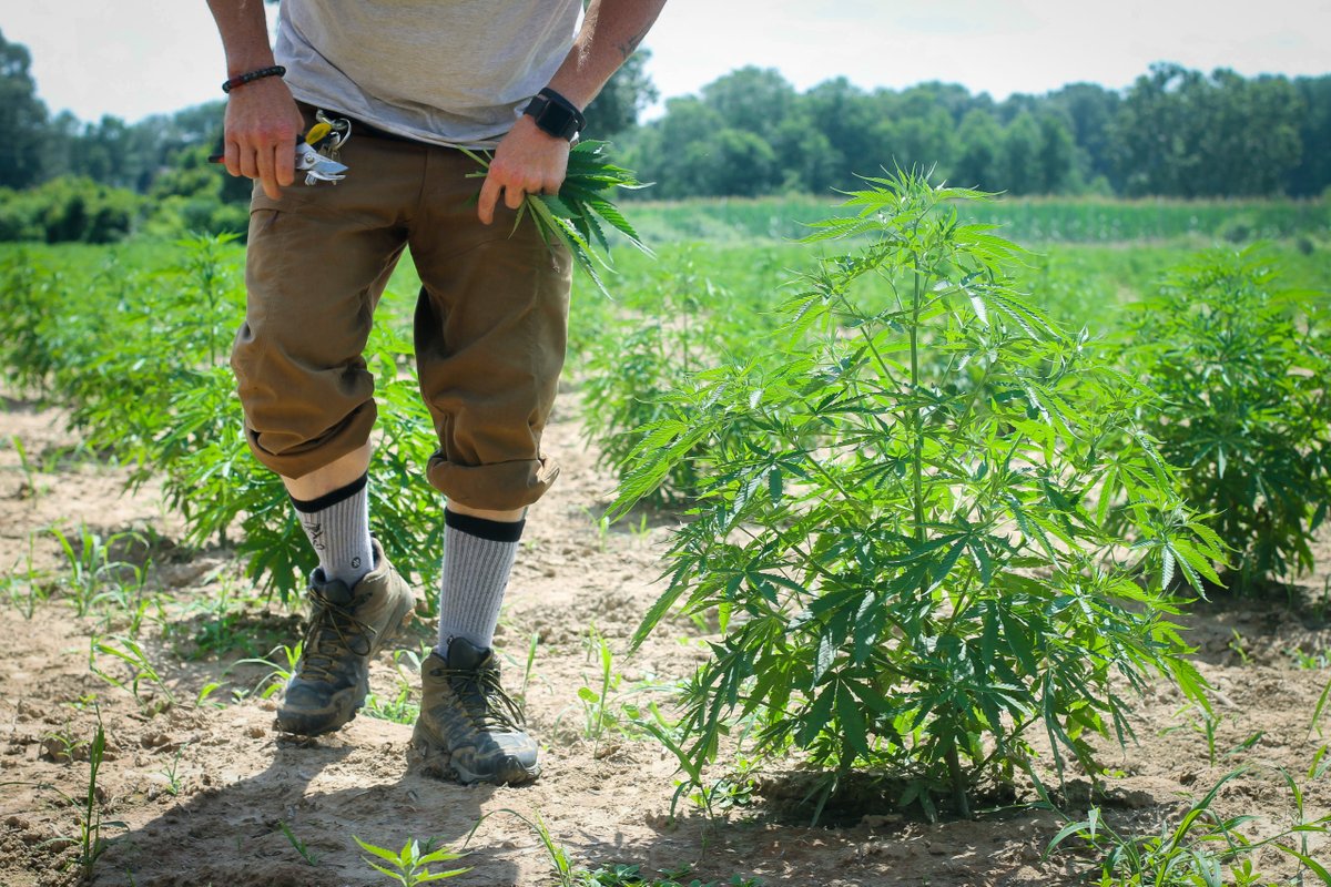 hempalliancetn's tweet photo. HAT President Frederick Cawthon was featured on this episode of "This Is Nashville" discussing the state of #TNHemp and cannabis, including questions about delta-8. Give it a listen! Thank you @WPLN for giving a voice to our industry. #yourhat #cannabis
https://t.co/R3bVwhHxwo https://t.co/YKVo0atrhX