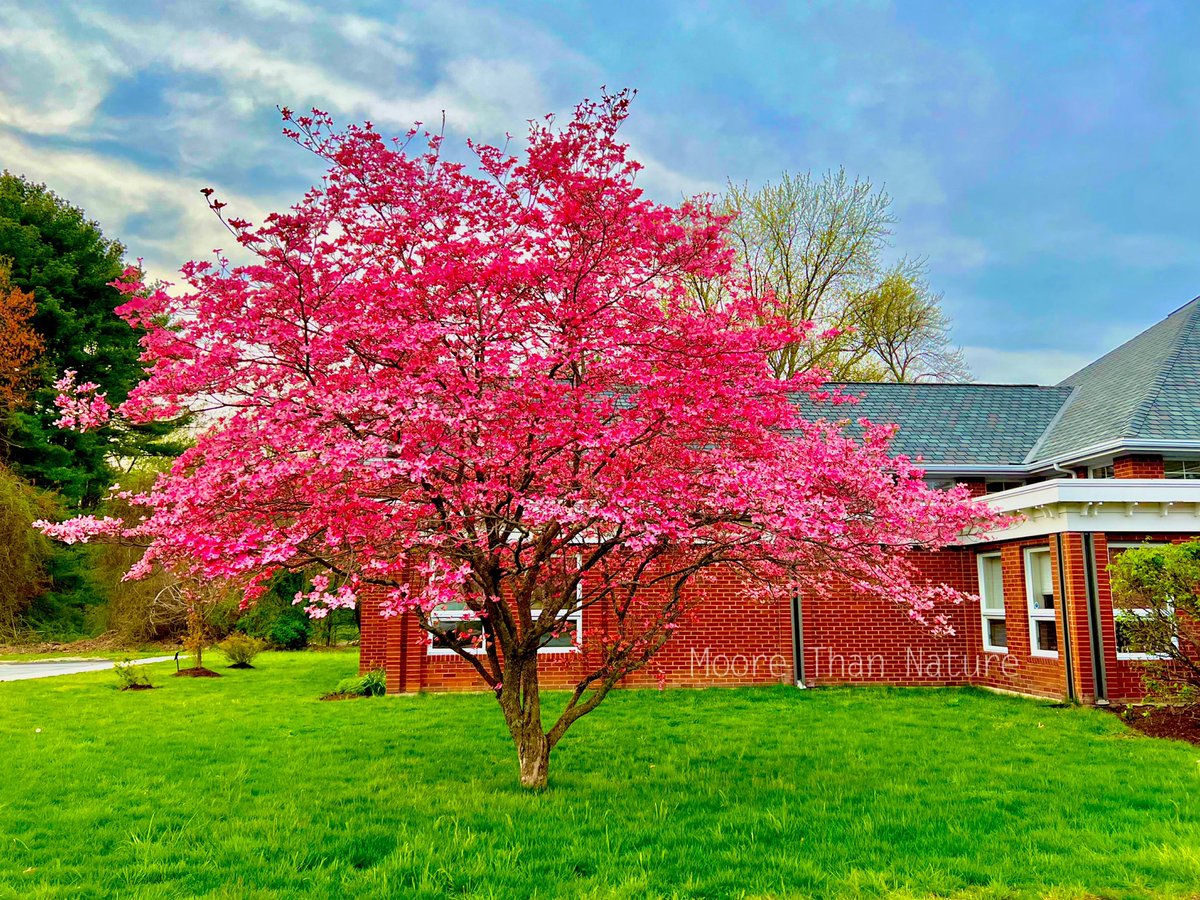 PHCPlainvillema's tweet photo. Here’s a thought. Does a photo of a tree have to be old to fit into #ArchiveTrees? We say NO!!
Here’s a beautiful shot one of our members captured of the flowering tree @PlainvilleMAlib @Plainville_MA 
Photo Credit: K. Moore, @MooreThanNature 
#ArchivesHashtagParty https://t.co/qvjnZXLcsk