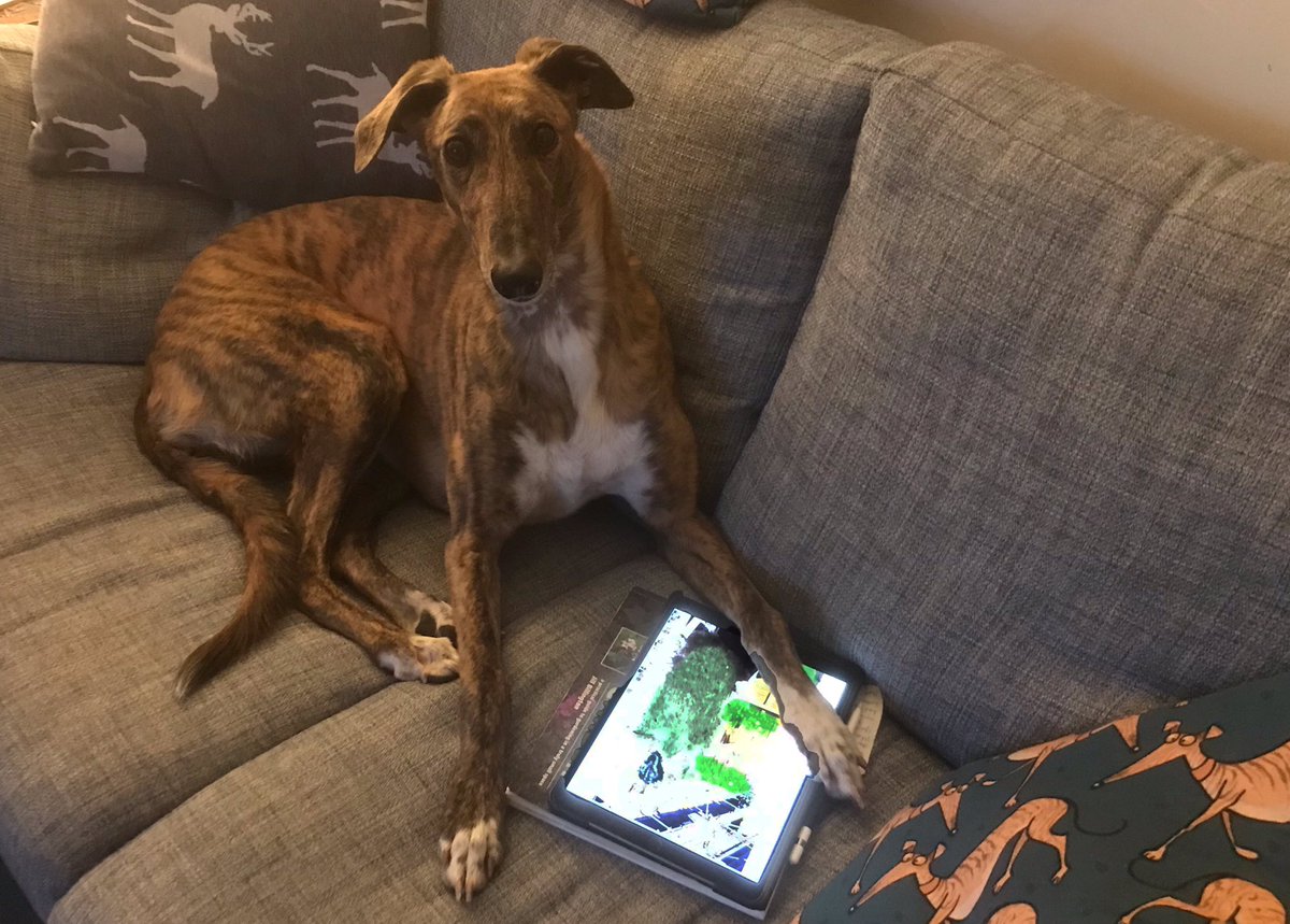 richardlittleda's tweet photo. When you catch your dog internet shopping #guiltylook https://t.co/GgQ3anWYeX
