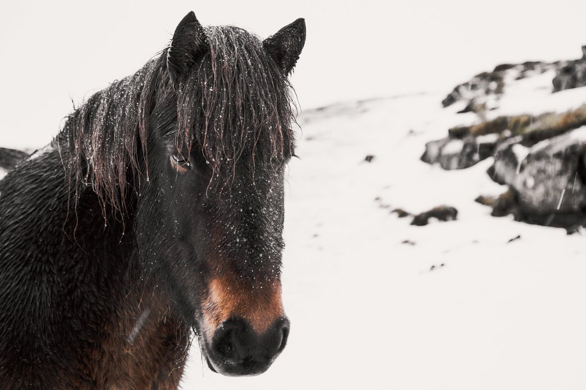 Studio__Lumo's tweet photo. Our new Iceland collection.
4 1/1s that are incredibly special to us. Link in pinned tweet. 
🐴 ✈️ 🏔️ ❄️ https://t.co/Ty7goJzrTh