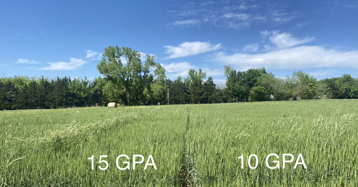 Feral rye control with quizalofop in AX Wheat. Nontreated check on left. Natural population of feral rye.