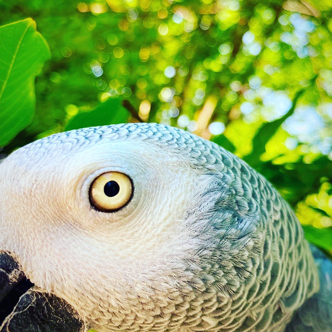 tracicarroll_'s tweet image. The eye of my heart. ❤️#mikeythecongo #africangrey #tracicarroll #loveyourparrot #texasparrotrescue #tpr #saveaparrot #parrotsofinstagram #petoftheday #eyeofmyheart
