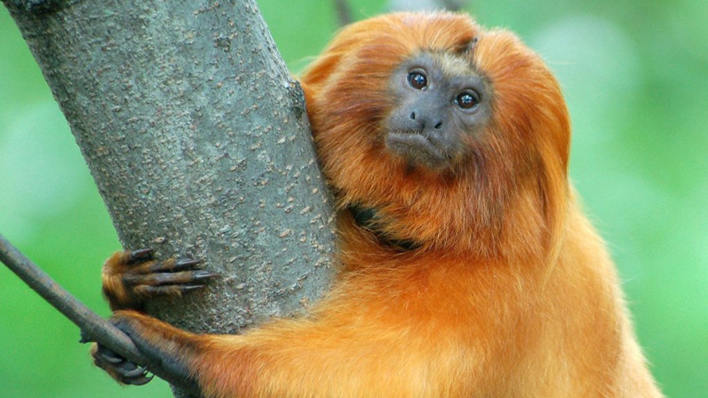 GMFunkyClub's tweet photo. Less than 5% of its habitat have left, help us save this cute little marmosets.

#nft #nftart #nftartist #nfts #nftcollector #nftcommunity #cryptoart #cryptoartist #digitalart #eth #opensea #collection #gmfc #ethereum #EthereumNFTs #NFT #NFTS https://t.co/NG2JNz9Cjs