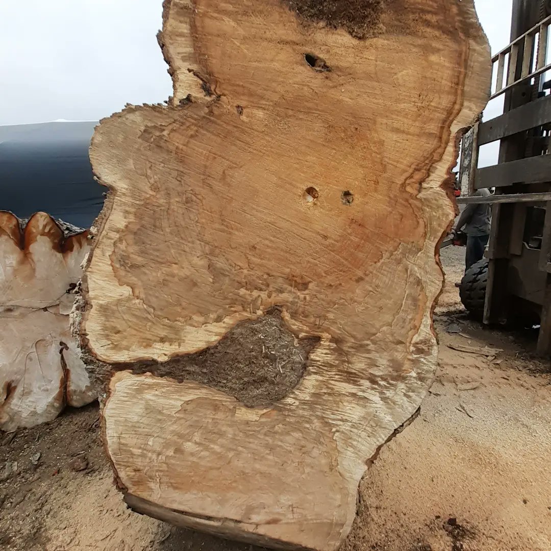 CCW_1997's tweet image. Greg busted out the big bar trimming logs.  This hard maple has some nice figure, 93 inches widest point and 12' long.  Planning on having it sawn along with many others in the coming weeks.  #HardMaple #hardmaplewood #chainsaw #bigwood #liveedge #wood #woodworking #hardwood