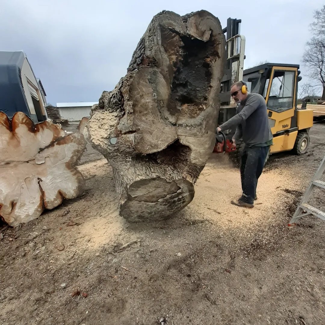 CCW_1997's tweet image. Greg busted out the big bar trimming logs.  This hard maple has some nice figure, 93 inches widest point and 12' long.  Planning on having it sawn along with many others in the coming weeks.  #HardMaple #hardmaplewood #chainsaw #bigwood #liveedge #wood #woodworking #hardwood