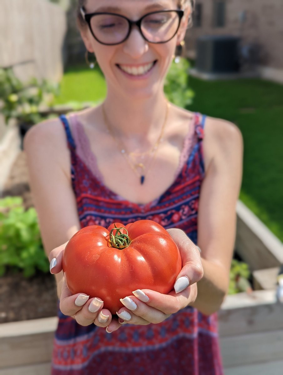 Bell_arms's tweet photo. I'm just a girl, standing in front of my garden, with my very first tomato I've ever grown. https://t.co/u1TXNALWK2