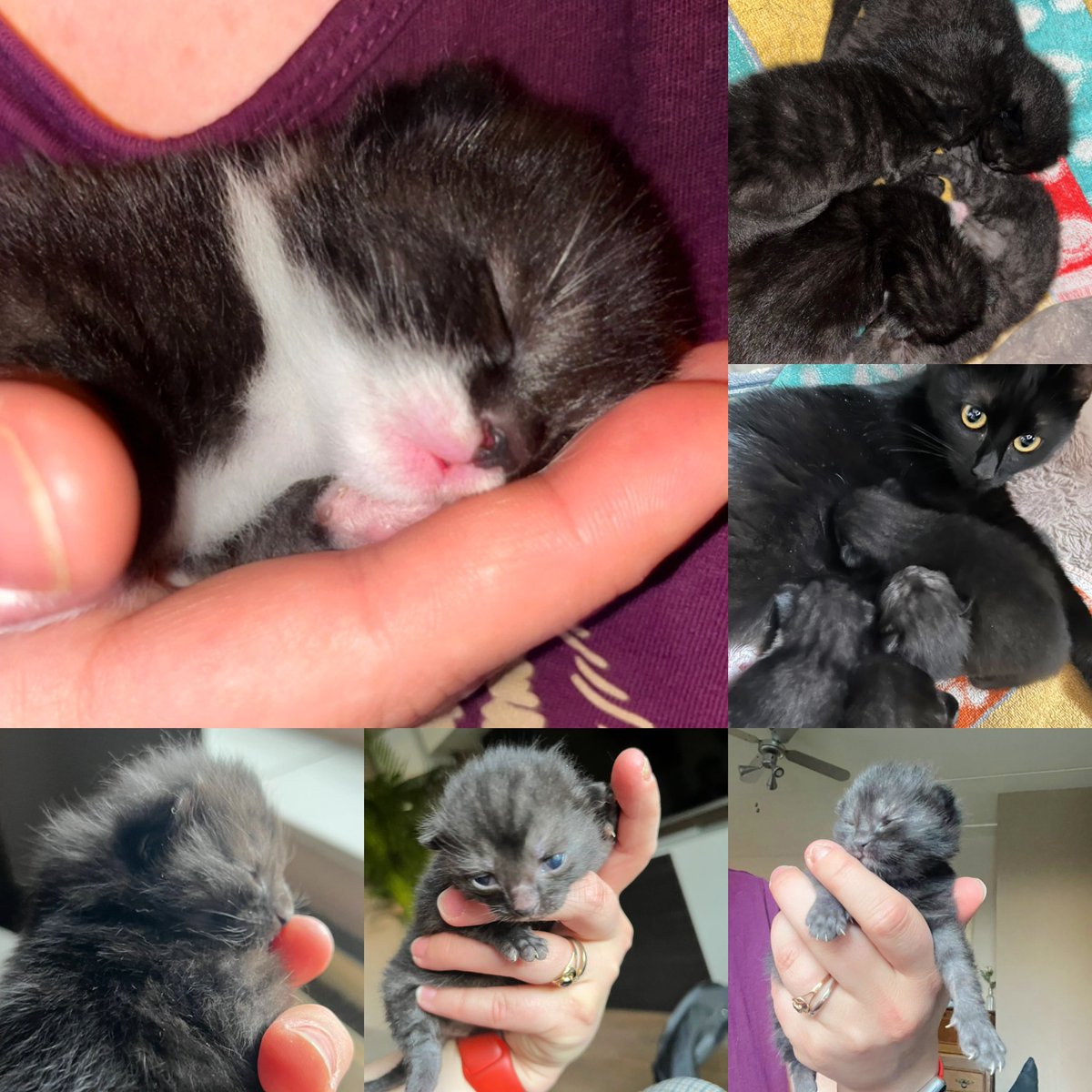 Warning ⚠️ to cute!!

#kittenspam 

——-

#kitten #cat #baby #cute #kittens  #love #cats #instagood #CatsOfTwitter #babygirl #photooftheday #twittercat #newborn #beautiful #catlover #baby #happy #picoftheday #kitty #catoftheday #family #me #meow #follow #lelystad #pets