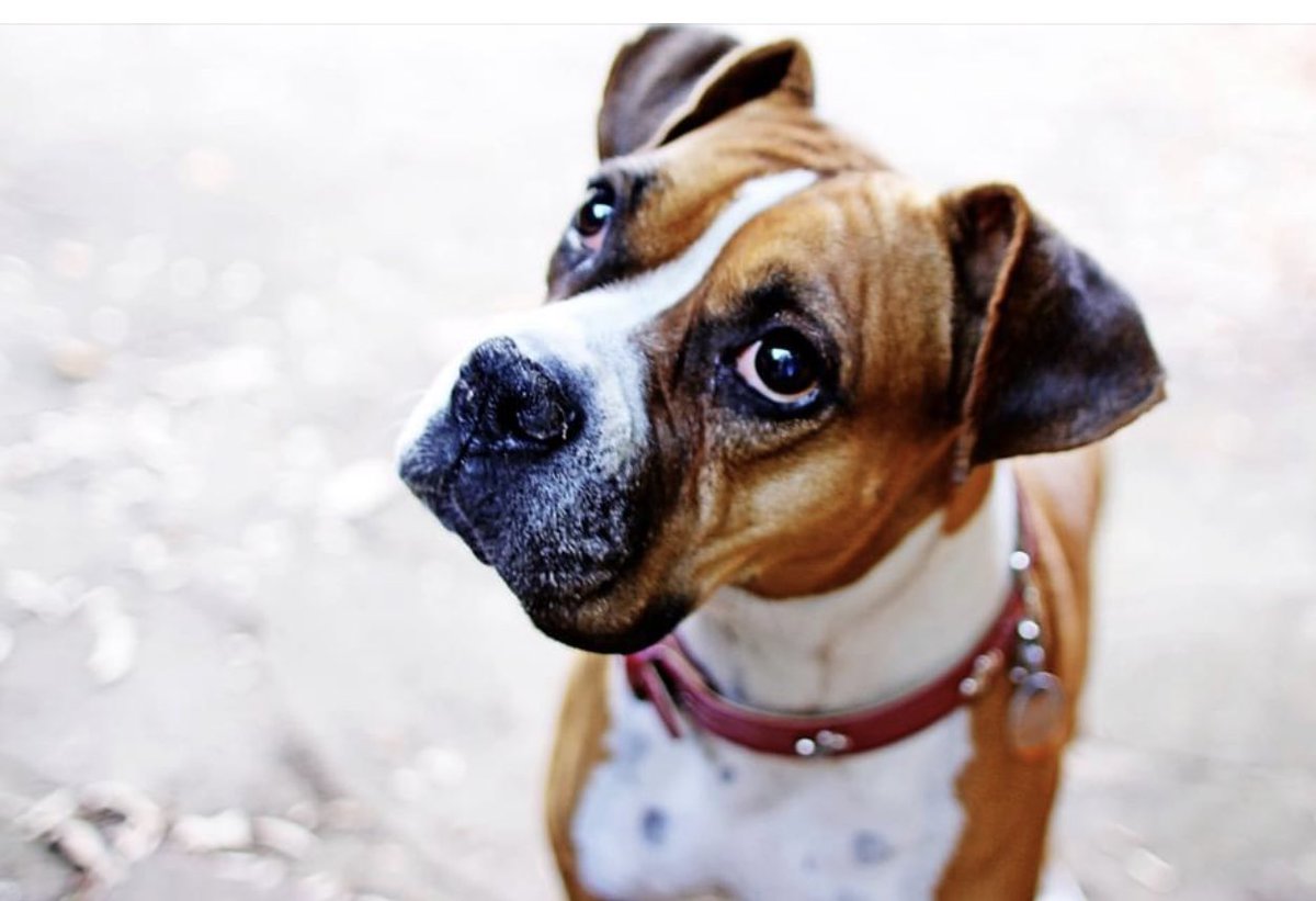 Lori Tucker (@newstucker) on Twitter photo She was so loved. We had to say goodbye today to our buddy, our soulmate.
Jaxie. Rest In Peace, sweet girl.
We will see you again. <a href="/YWACpets/">Young-Williams Animal Center</a> <a href="/wiggytn/">Steve Wiggins</a> ❤️💔💖🌈🐶 She was so loved. We had to say goodbye today to our buddy, our soulmate.
Jaxie. Rest In Peace, sweet girl.
We will see you again. <a href="/YWACpets/">Young-Williams Animal Center</a> <a href="/wiggytn/">Steve Wiggins</a> ❤️💔💖🌈🐶