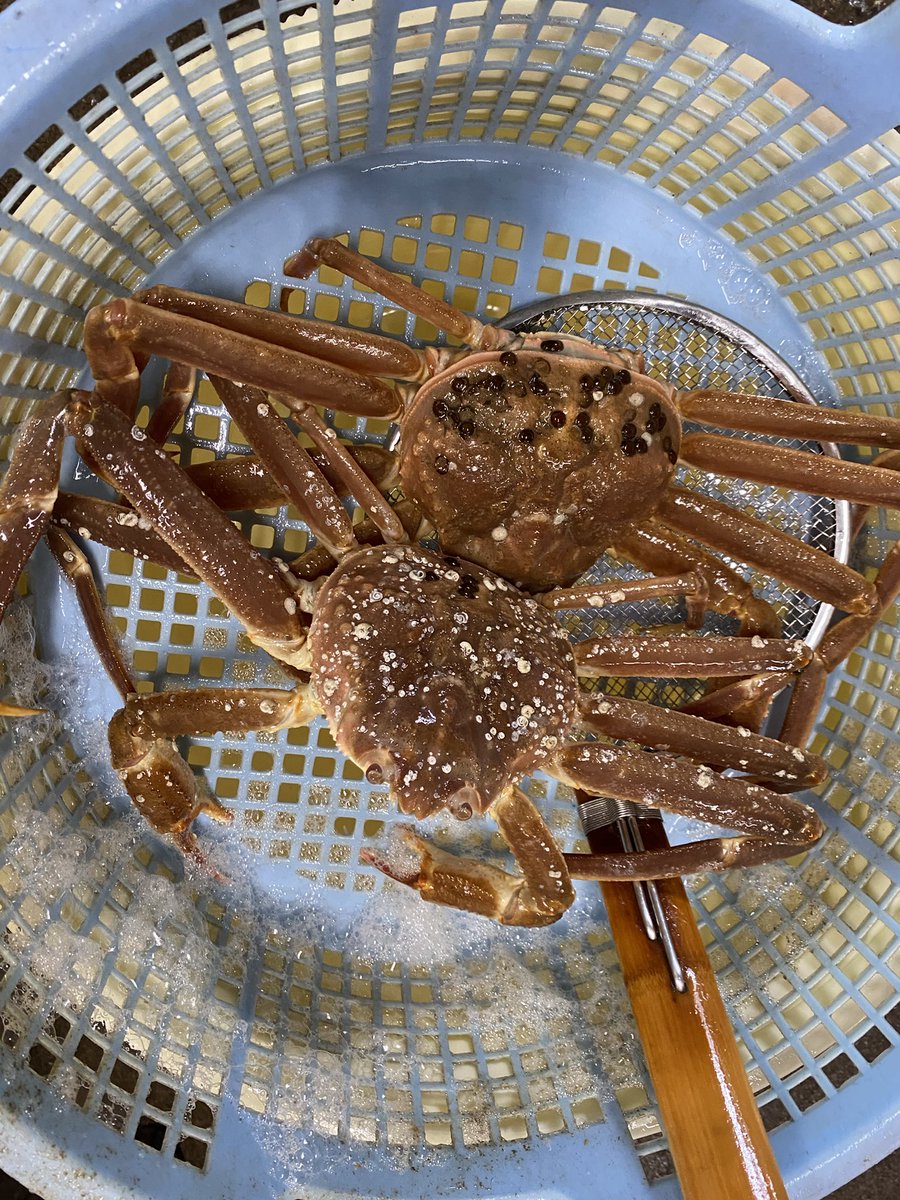 Ties_gpc's tweet photo. ‼️数量限定‼️
活きたままお届けします🦀✨
水揚げされたばかりの
北海道オホーツク海産ズワイガニ🎉🎉
茹でても、お刺身でもなんでも出来ちゃいます‼️味噌も沢山入っていて最高ですよー‼️
2杯でなんと破格の¥5,800でお送り致します✨
気になる方、お気軽にDM下さいませ💨💨
#ズワイ蟹 https://t.co/5abLFWX6pE