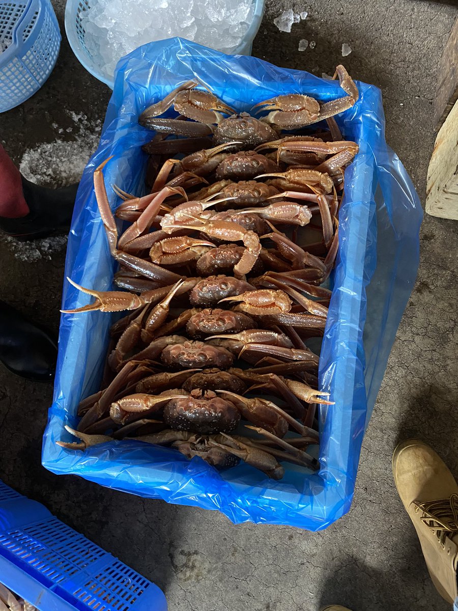 Ties_gpc's tweet photo. ‼️数量限定‼️
活きたままお届けします🦀✨
水揚げされたばかりの
北海道オホーツク海産ズワイガニ🎉🎉
茹でても、お刺身でもなんでも出来ちゃいます‼️味噌も沢山入っていて最高ですよー‼️
2杯でなんと破格の¥5,800でお送り致します✨
気になる方、お気軽にDM下さいませ💨💨
#ズワイ蟹 https://t.co/5abLFWX6pE