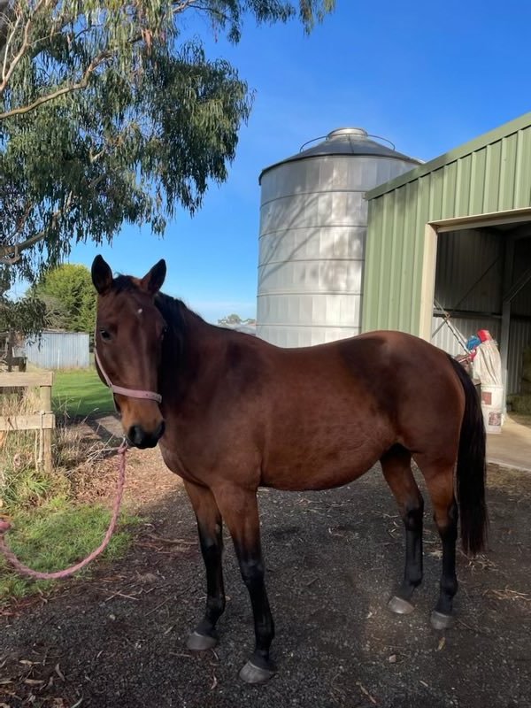 Diamond Castle up from the broodmare paddock for her scan, everything  going perfect for a Sweet Lou foal in November #whiteblaze #breedingiscool