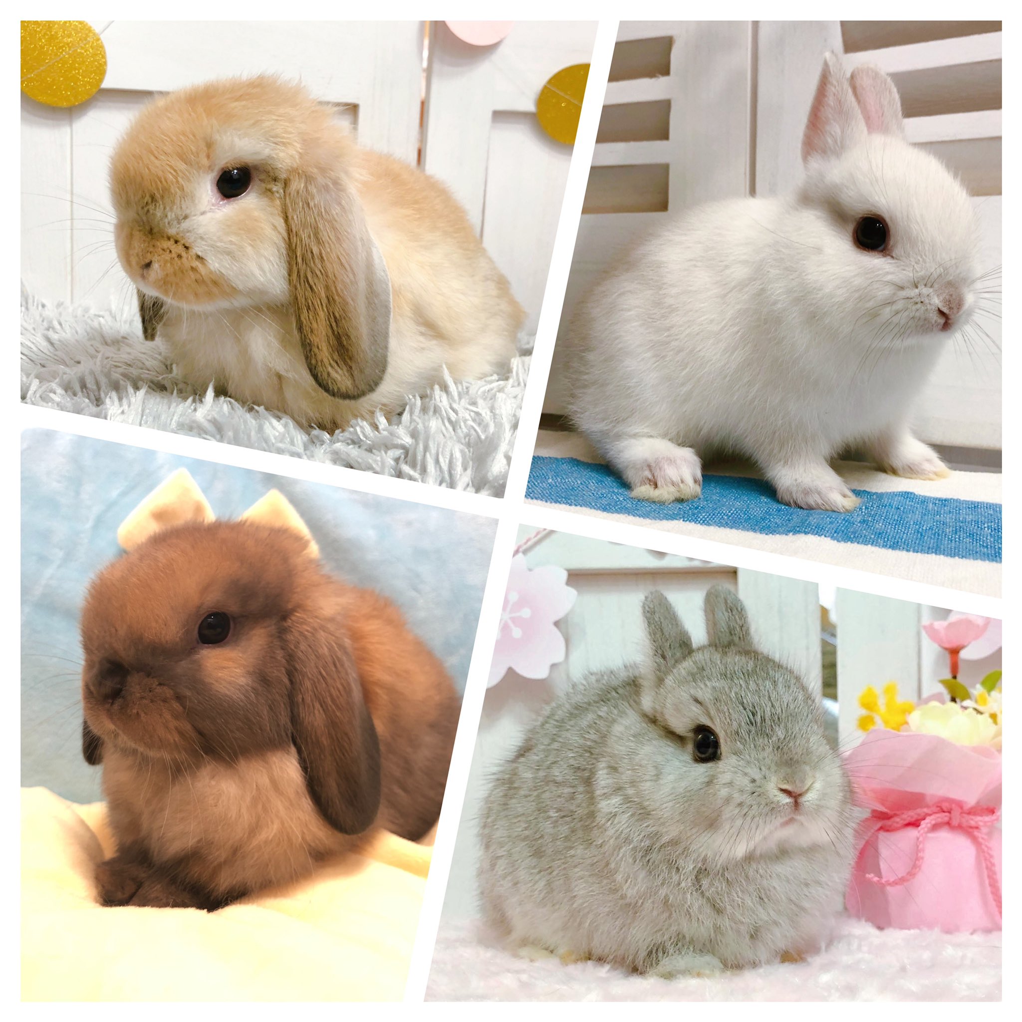 うさぎ専門店うさぎ村 中山吉成店 ネザーのオレンジ達が決定しました 現在 店頭でお迎え出来る子達です ホーランドロップ オレンジ ホーランドロップ トート ネザーランドドワーフ フロスティ ネザーランドドワーフ チンチラ T
