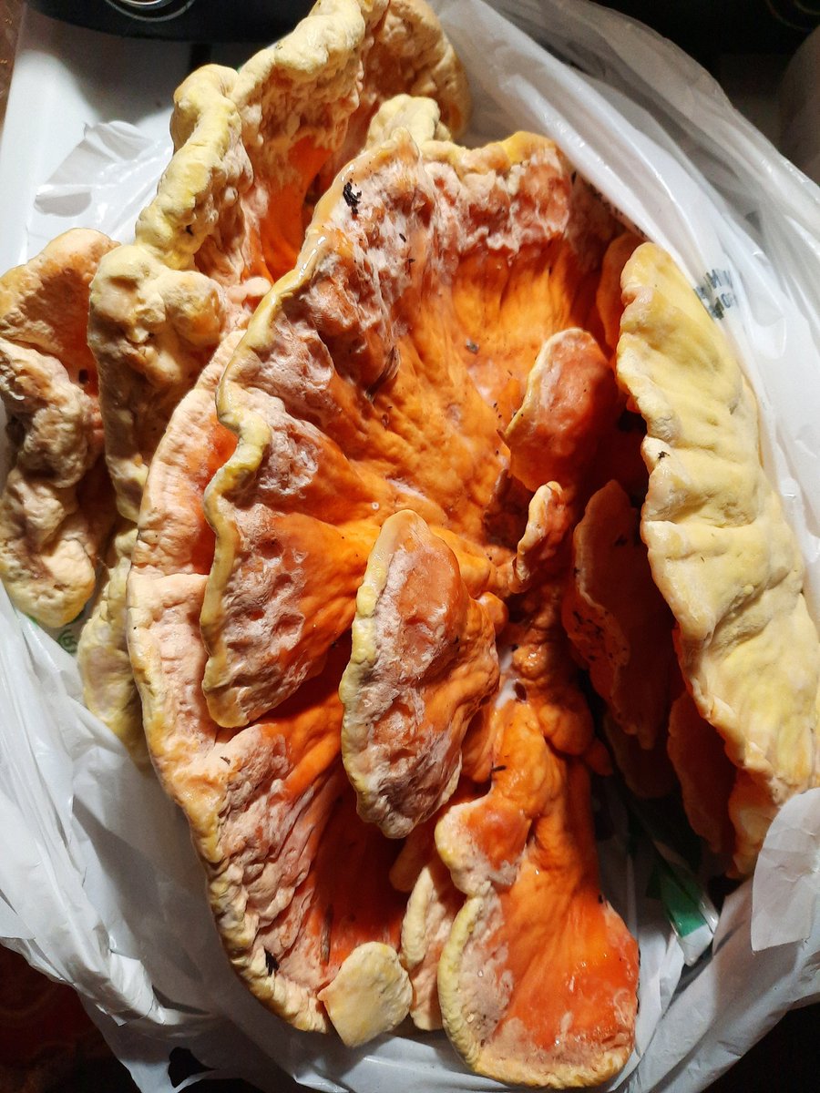 Vangomakememory's tweet photo. Got gifted some Chicken of the woods today from a friend 😋 #chickenofthewoods #ediblemushrooms https://t.co/gTWBd5wM5T