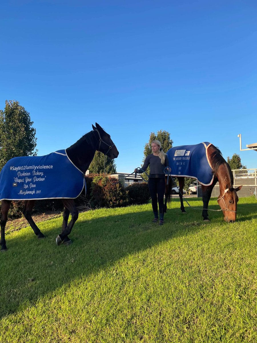 Travelmates Aldebaran Crescent aka Maggie and Malcolm’s Rhythm ready to show their best at Menangle tonight 👍👏😀 #GoMaggie